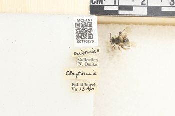 Media type: image;   Entomology 770278 Aspect: Labels